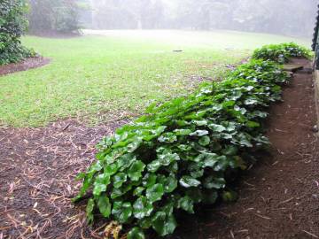 Fotografia da espécie Farfugium japonicum