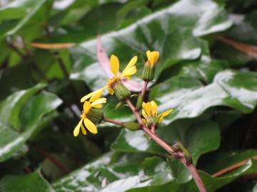 Fotografia da espécie Farfugium japonicum