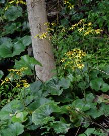 Fotografia da espécie Farfugium japonicum