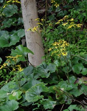 Fotografia 11 da espécie Farfugium japonicum no Jardim Botânico UTAD