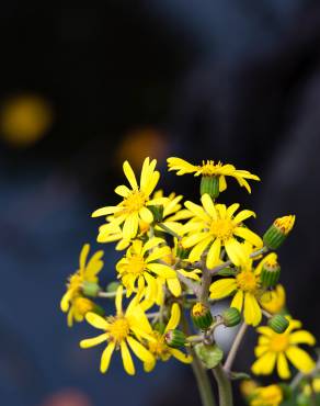 Fotografia 12 da espécie Farfugium japonicum no Jardim Botânico UTAD