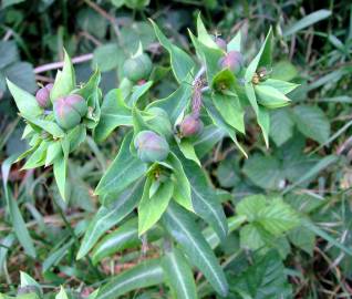 Fotografia da espécie Euphorbia lathyris