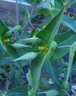 Fotografia 7 da espécie Euphorbia lathyris no Jardim Botânico UTAD