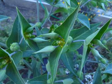 Fotografia da espécie Euphorbia lathyris