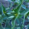 Fotografia 7 da espécie Euphorbia lathyris do Jardim Botânico UTAD