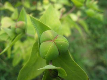 Fotografia da espécie Euphorbia lathyris