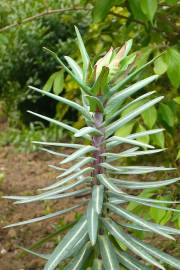 Fotografia da espécie Euphorbia lathyris