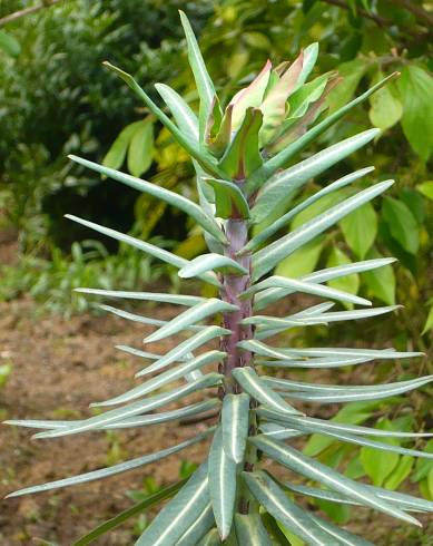 Fotografia de capa Euphorbia lathyris - do Jardim Botânico