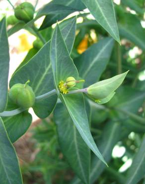 Fotografia 10 da espécie Euphorbia lathyris no Jardim Botânico UTAD