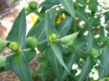 Fotografia da espécie Euphorbia lathyris
