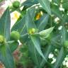 Fotografia 10 da espécie Euphorbia lathyris do Jardim Botânico UTAD