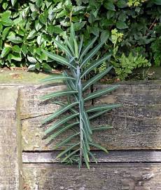 Fotografia da espécie Euphorbia lathyris