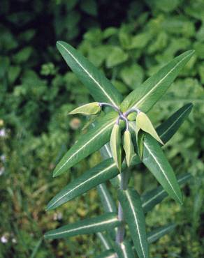 Fotografia 12 da espécie Euphorbia lathyris no Jardim Botânico UTAD