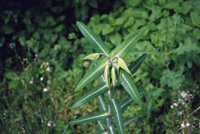 Fotografia da espécie Euphorbia lathyris