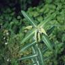 Fotografia 12 da espécie Euphorbia lathyris do Jardim Botânico UTAD