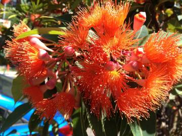 Fotografia da espécie Corymbia ficifolia