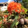 Fotografia 5 da espécie Corymbia ficifolia do Jardim Botânico UTAD