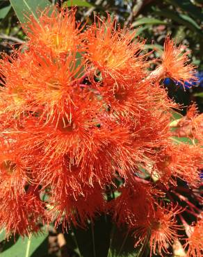 Fotografia 1 da espécie Corymbia ficifolia no Jardim Botânico UTAD