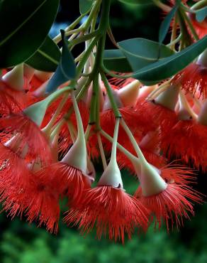 Fotografia 6 da espécie Corymbia ficifolia no Jardim Botânico UTAD