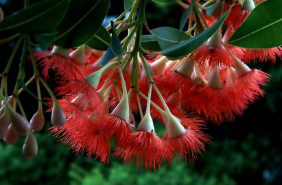 Fotografia da espécie Corymbia ficifolia