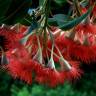 Fotografia 6 da espécie Corymbia ficifolia do Jardim Botânico UTAD