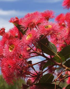 Fotografia 7 da espécie Corymbia ficifolia no Jardim Botânico UTAD