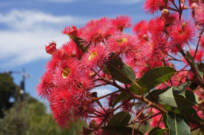 Fotografia da espécie Corymbia ficifolia