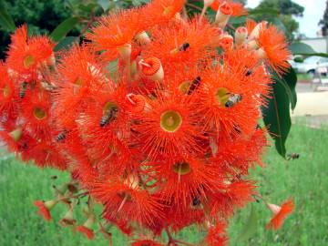 Fotografia da espécie Corymbia ficifolia