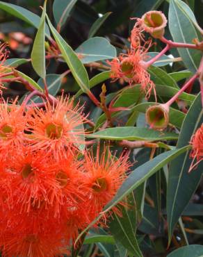 Fotografia 9 da espécie Corymbia ficifolia no Jardim Botânico UTAD