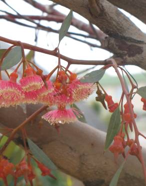 Fotografia 10 da espécie Corymbia ficifolia no Jardim Botânico UTAD