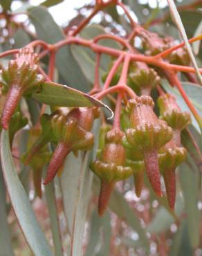 Fotografia 11 da espécie Corymbia ficifolia no Jardim Botânico UTAD