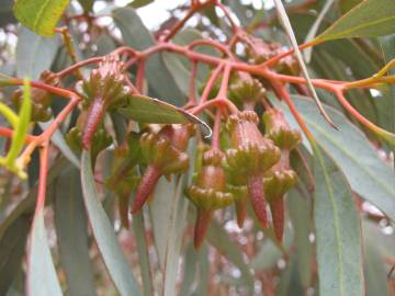 Fotografia da espécie Corymbia ficifolia