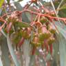 Fotografia 11 da espécie Corymbia ficifolia do Jardim Botânico UTAD