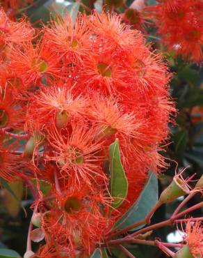 Fotografia 12 da espécie Corymbia ficifolia no Jardim Botânico UTAD