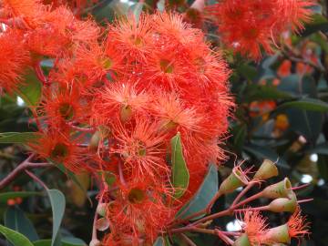 Fotografia da espécie Corymbia ficifolia