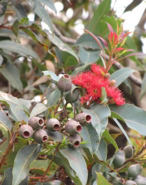 Fotografia 13 da espécie Corymbia ficifolia no Jardim Botânico UTAD