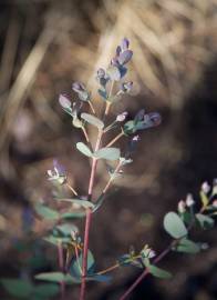 Fotografia da espécie Eucalyptus gunnii