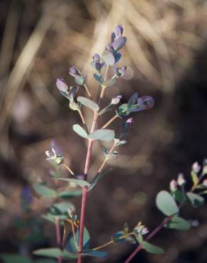 Fotografia 1 da espécie Eucalyptus gunnii no Jardim Botânico UTAD