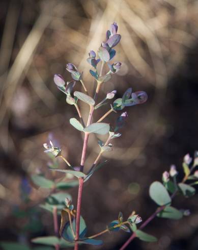 Fotografia de capa Eucalyptus gunnii - do Jardim Botânico
