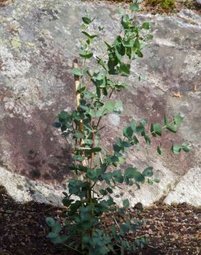 Fotografia 5 da espécie Eucalyptus gunnii no Jardim Botânico UTAD