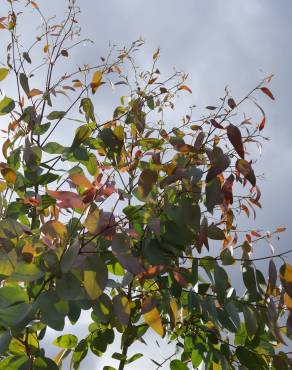 Fotografia 6 da espécie Eucalyptus gunnii no Jardim Botânico UTAD