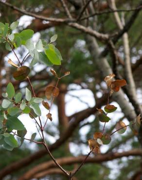 Fotografia 7 da espécie Eucalyptus gunnii no Jardim Botânico UTAD