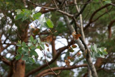 Fotografia da espécie Eucalyptus gunnii