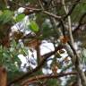 Fotografia 7 da espécie Eucalyptus gunnii do Jardim Botânico UTAD