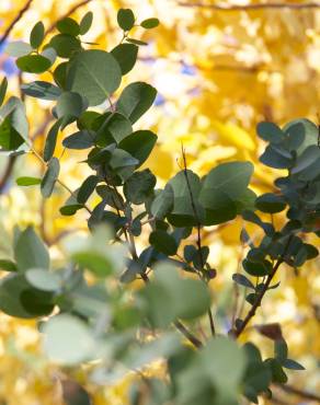 Fotografia 8 da espécie Eucalyptus gunnii no Jardim Botânico UTAD