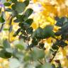 Fotografia 8 da espécie Eucalyptus gunnii do Jardim Botânico UTAD