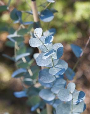 Fotografia 9 da espécie Eucalyptus gunnii no Jardim Botânico UTAD