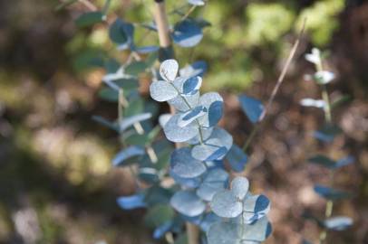 Fotografia da espécie Eucalyptus gunnii