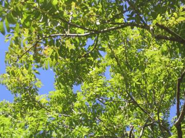 Fotografia da espécie Fraxinus excelsior