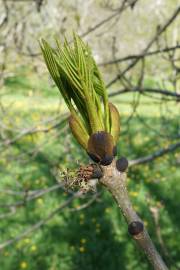 Fotografia da espécie Fraxinus excelsior